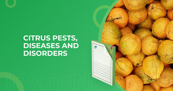 Citrus pests diseases and disorders