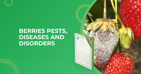 Berries pests diseases and disorder