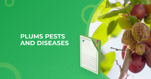 Plums pests and diseases