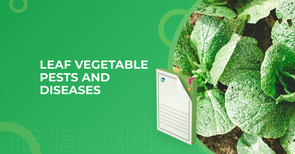 Leaf vegetable pests and diseases