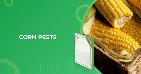 Corn Pests