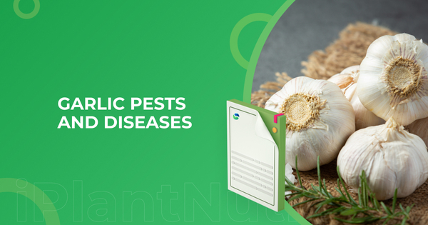 Garlic pests and diseases