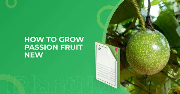 How To Grow Passion Fruit