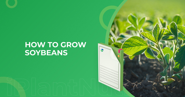 How to grow soybean