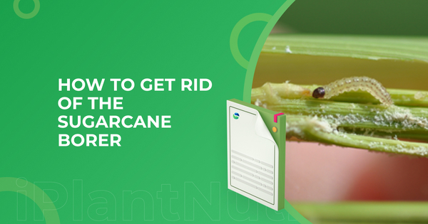 How to Get Rid Of The Sugarcane Borer