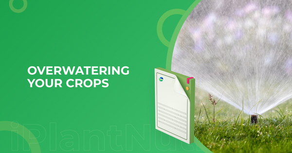 Overwatering your crops