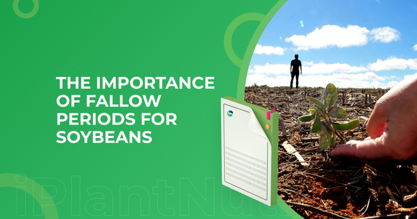 The importance of fallow periods for soybeans