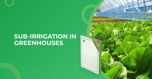 Sub-irrigation in Greenhouses