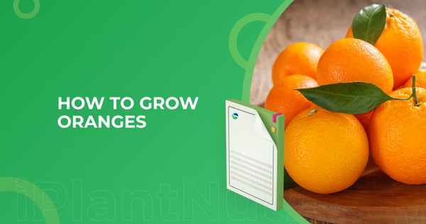 How to grow oranges