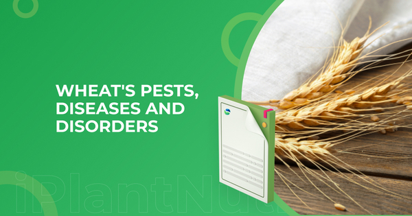 Wheat: Pests, Diseases and Disorders