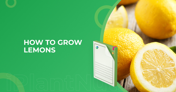 How to grow lemons