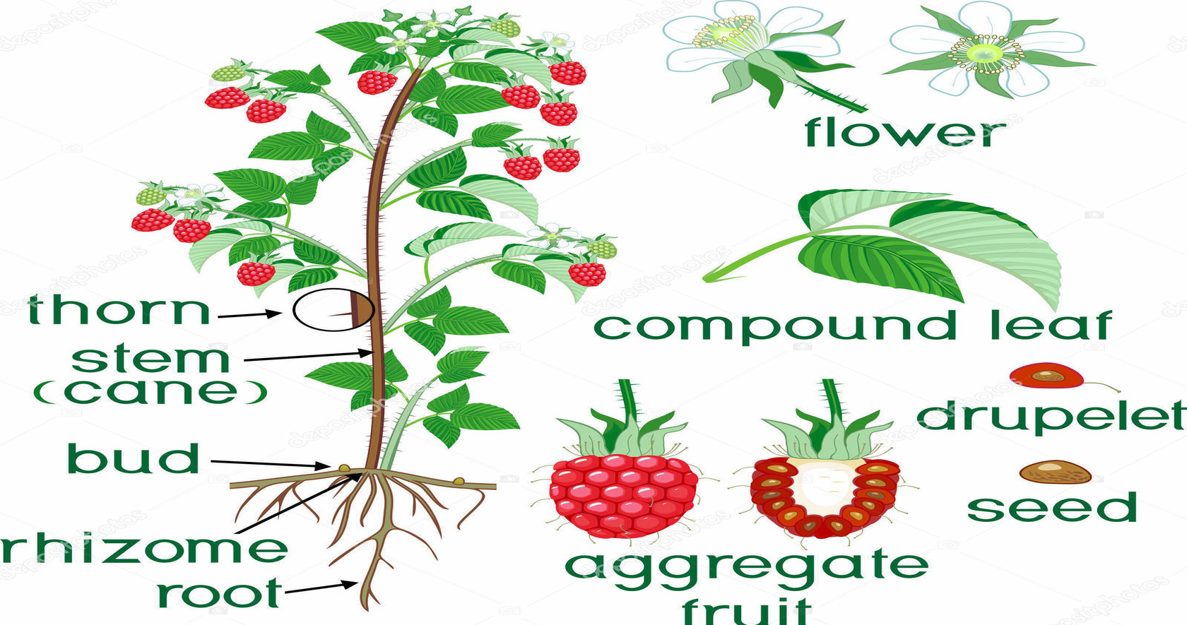 HOW TO GROW RASPBERRIES